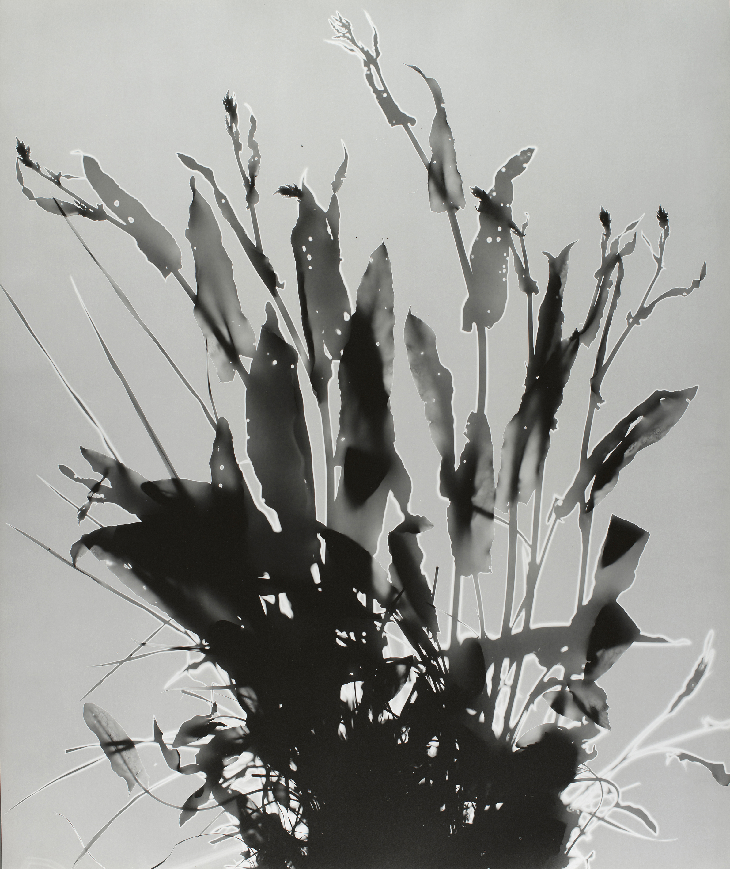 Photogram of sorrels