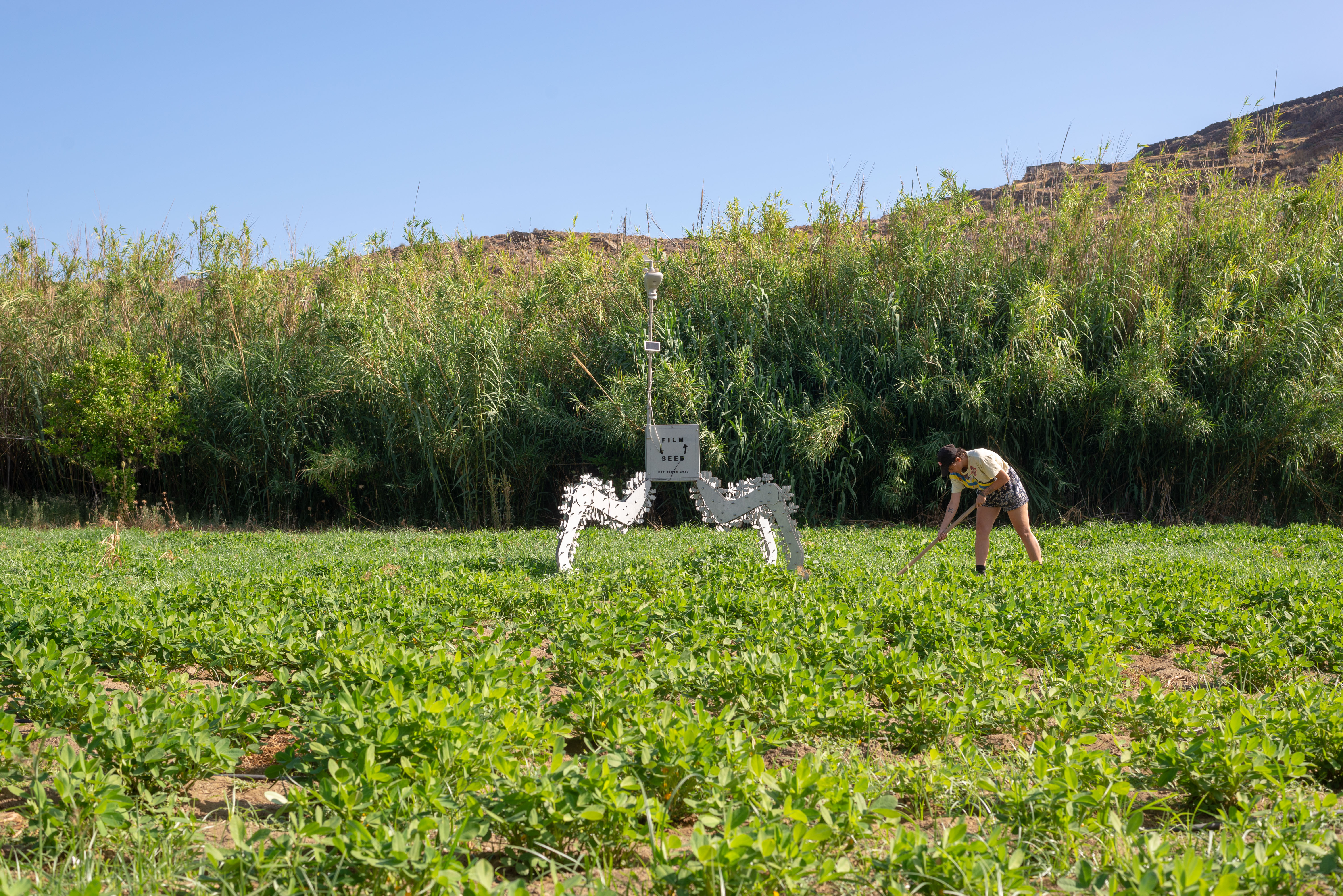 You can see a wide meadow on which a project was built. This stands on 3 supports and carries a box that is labeled with Film Seed. A woman hooks the field next to it.