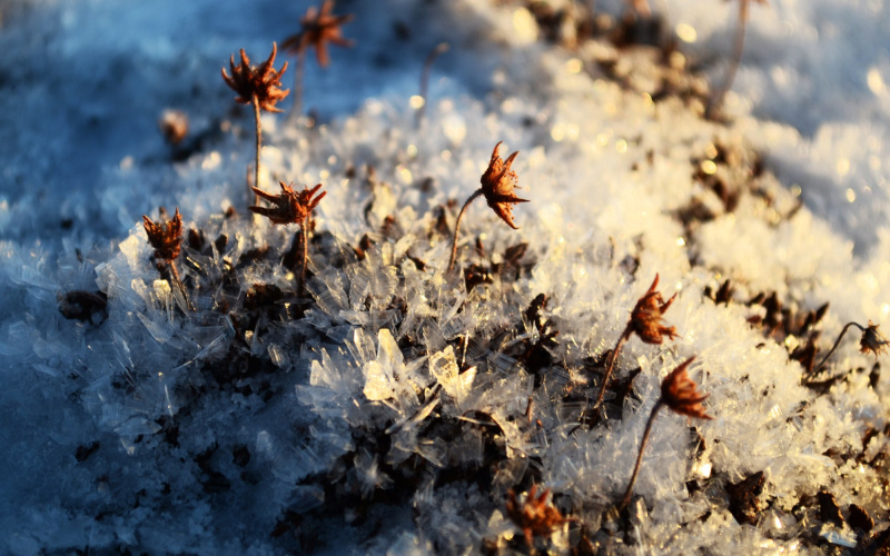 Blumen, die aus einer Eisschicht herauswachsen