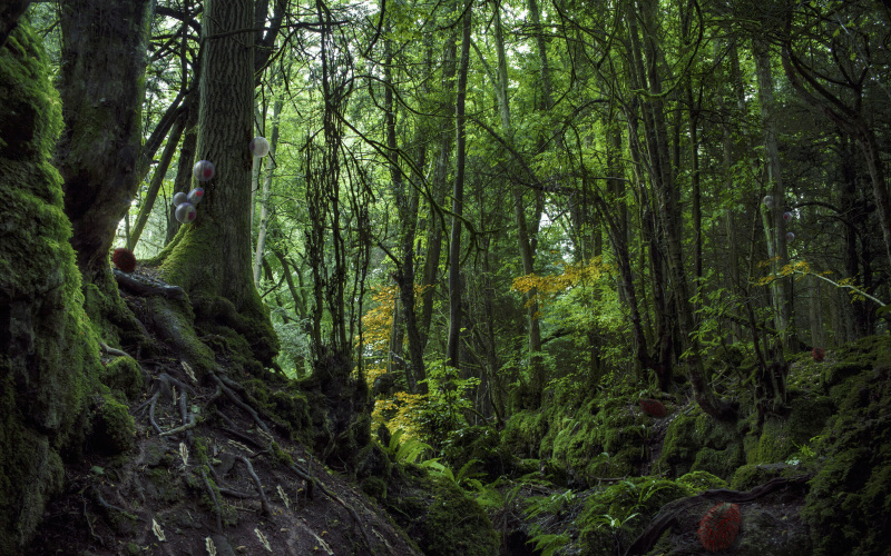  Shot of a forest