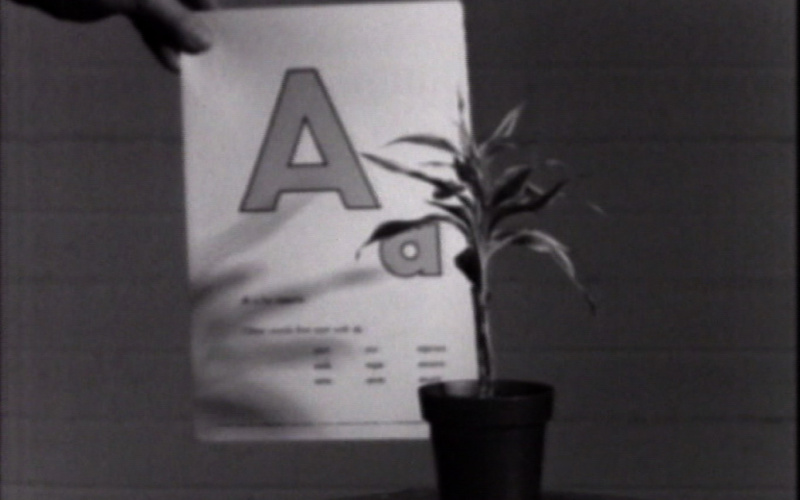 Teaching a Plant the Alphabet