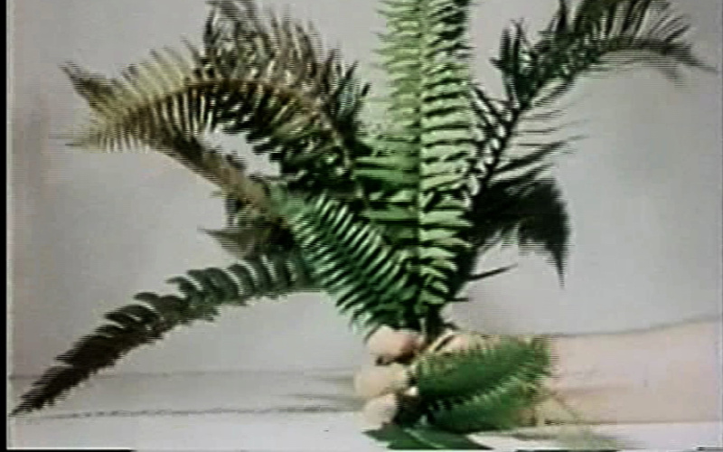 Compression-Fern (Hand)