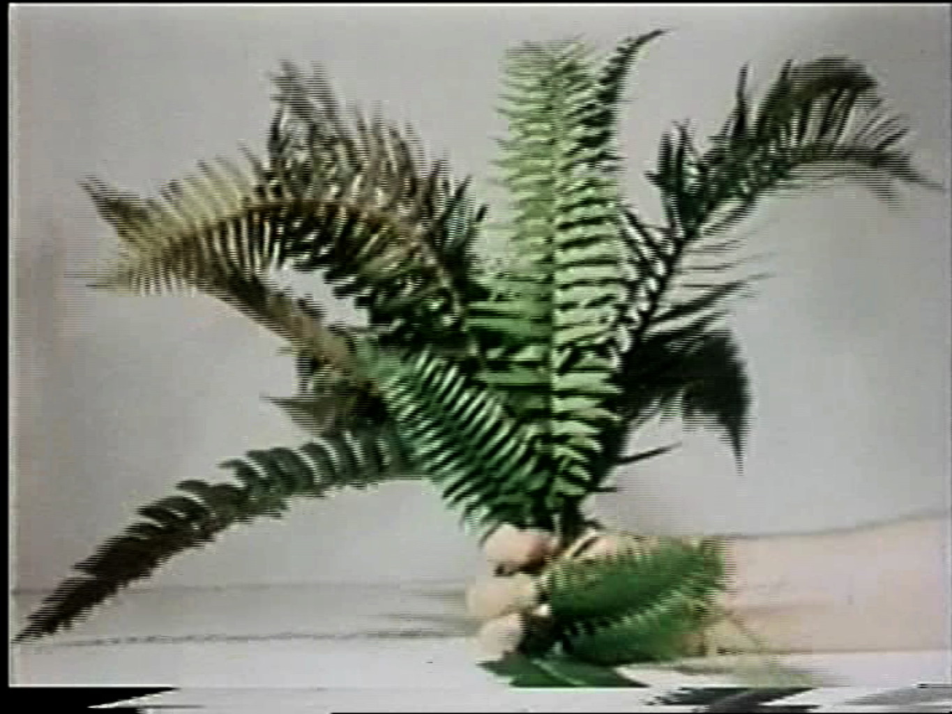 Werk - Compression-Fern (Hand) - s040804.jpg