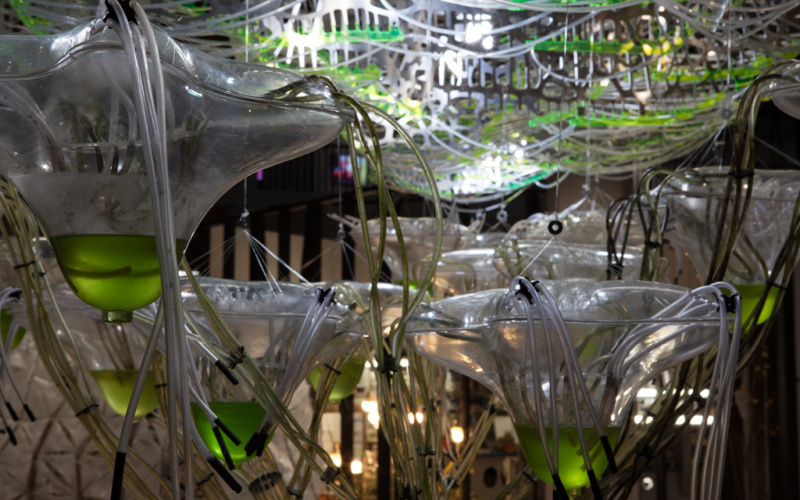 A cluster of transparent, organic plastic containers and hoses. The vessels are partially filled with a green liquid.